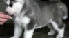 modré oči sibiřský husky štěňata pro přijetí 308660_t.jpg