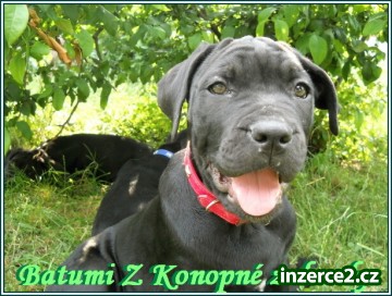 Bandog s PP_1 310785_1.jpg