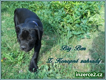 Bandog s PP_2 310785_2.jpg