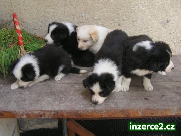 Border collie_2 310836_2.jpg
