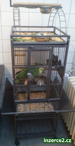 Amazoňan modročelý_2 312131_2.jpg