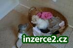 Výborně Cvičil Kapucínský opice k přijetí_1 313344_1.jpg