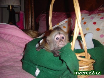 Krásna ručná zvýšený Capuchin opice_1 314026_1.jpg