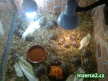 Prodám suchozemské želvy vroubené, zelenavé chovatel !!!!_1 314874_1.jpg