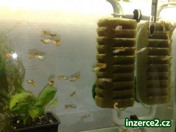 prodám Guppy Galaxy kruh_1 315198_1.jpg