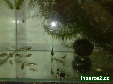 prodám Guppy Galaxy kruh_2 315198_2.jpg