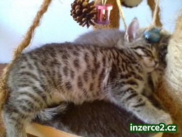 Whiskas kocourek_2 315419_2.jpg