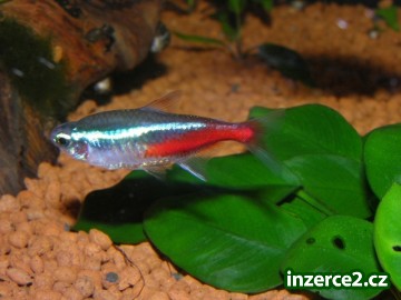 Krásné akvarijní rybičky_1 316378_1.jpg