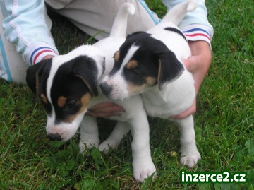 prodám krásně zbarvená štěnátka jack russel teriera_1 316839_1.jpg