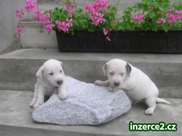 prodám krásně zbarvená štěnátka jack russel teriera_2 316839_2.jpg