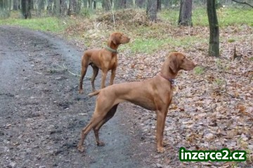 Maďarský ohař krátkosrstý - viszla_1 317783_1.jpg