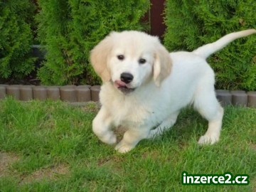 Pejsek (Show puppy) Zlatého retrievera k odběru_1 317817_1.jpg