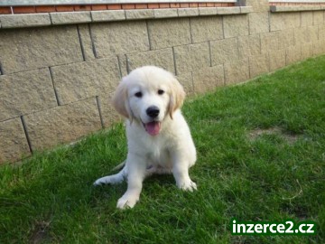 Pejsek (Show puppy) Zlatého retrievera k odběru_2 317817_2.jpg