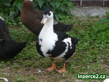 Farma Klokočí_1 318024_1.jpg