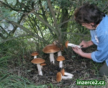 Sadba lesních hub na zahrádku_1 318095_1.jpg