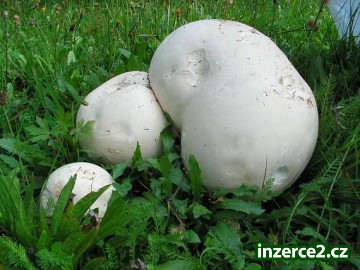Sadba lesních hub na zahrádku_2 318095_2.jpg