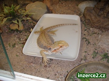 Agama vousatá_1 318217_1.jpg