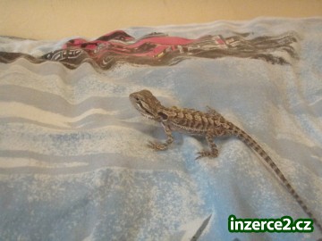 Agama vousatá_2 318217_2.jpg