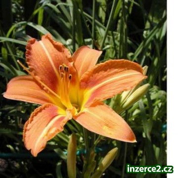 Denivky (Hemerocallis)_1 3182_1.jpg