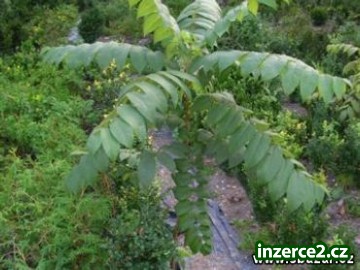 Ořešák černý /juglans nigra l. /,_1 3183_1.jpg
