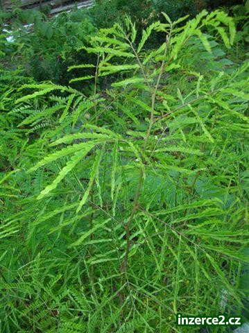 Dřezovec trojtrnný (Gleditsia 'triacanthos')_1 3184_1.jpg