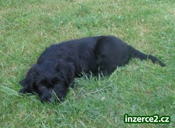 Briard - štěně s PP_1 319080_1.jpg