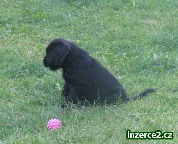 Briard - štěně s PP_2 319080_2.jpg