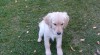 Zlatý retriever - 3 měsíční fenka 31948_t.jpg