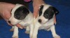 jack russel terier 31961_t.jpg