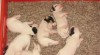 jack russel terier 31962_t.jpg