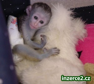 Dvě baby kapucín opice pro volné Přijetí_1 320278_1.jpg
