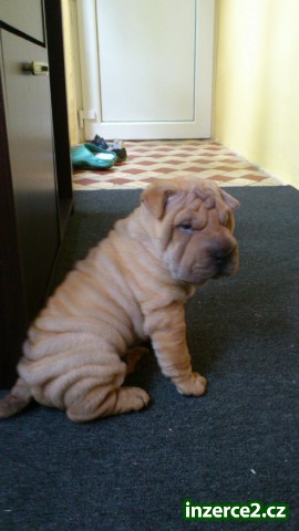 SHAR PEI_1 320336_1.jpg