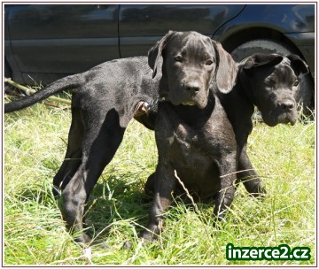 Bandog s PP_1 320818_1.jpg