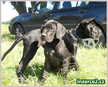 Bandog s PP_2 320818_2.jpg