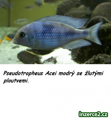 prodám pseudotropheus Acei (tlamovce)_1 321437_1.jpg
