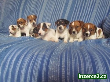 jack russell terier štěnátka_1 321723_1.jpg