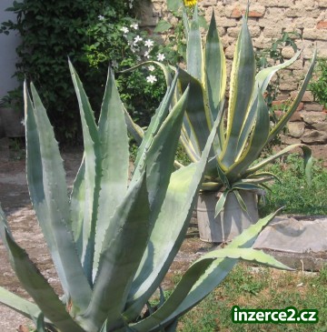 IHNED prodám 2 ks vzrostlých kaktusů AGAVE_1 322179_1.jpg