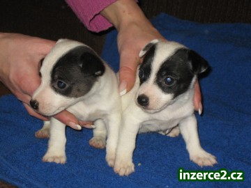 jack russel terier_1 32228_1.jpg