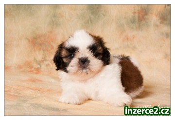SHIHTZU štěňátka_1 322665_1.jpg