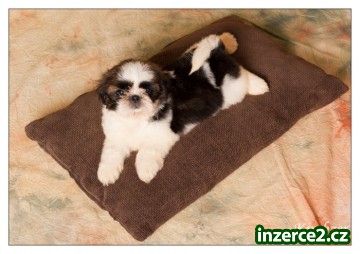 SHIHTZU štěňátka_2 322665_2.jpg
