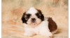 SHIHTZU štěňátka 322665_t.jpg