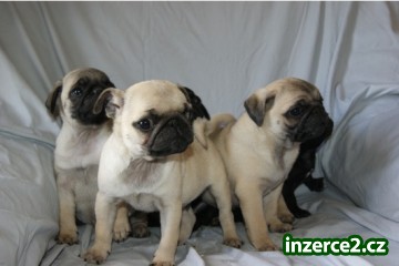 Mops štěňata_1 322897_1.jpg
