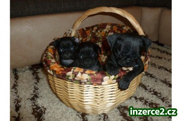 Mops štěňata_2 322903_2.jpg