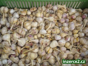 Český sadbový česnek a český drobný konzumní česnek_2 323805_2.jpg