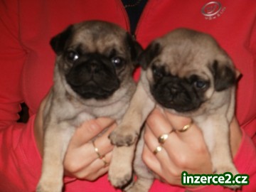 Mops - kvalitní štěňata s PP_1 323869_1.jpg