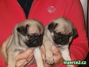 Mops - kvalitní štěňata s PP_2 323869_2.jpg