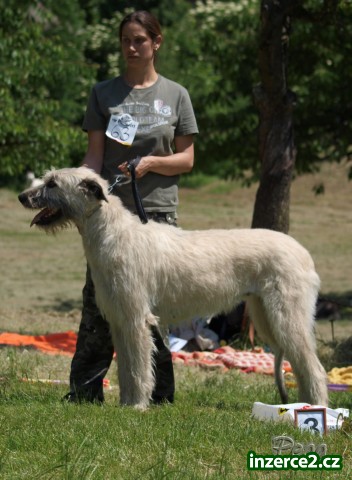 Irský vlkodav - štěňata s PP_1 324336_1.jpg