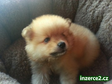 Nádherná rodokmen Pomeranian štěňátka jsou k dispozici_1 324464_1.jpg