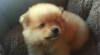 Nádherná rodokmen Pomeranian štěňátka jsou k dispozici 324464_t.jpg