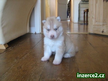 kc registrované Siberian Husky štěňata_1 324506_1.jpg
